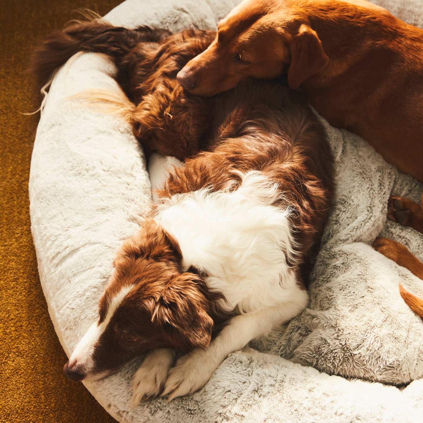A light grey UTSÅDD pet bed with two dogs laying in it