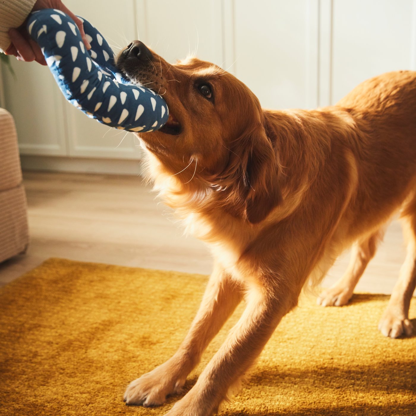 A blue UTSÅDD soft toy for dog in the living room