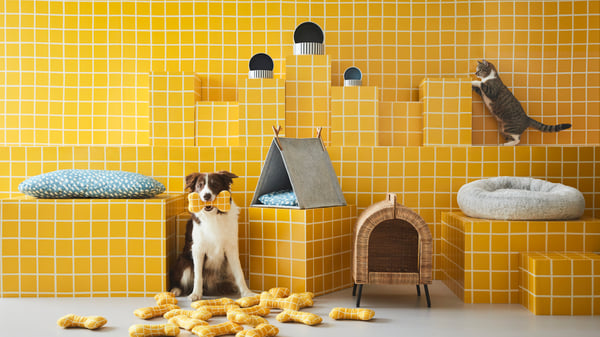 Yellow bathroom with a dog