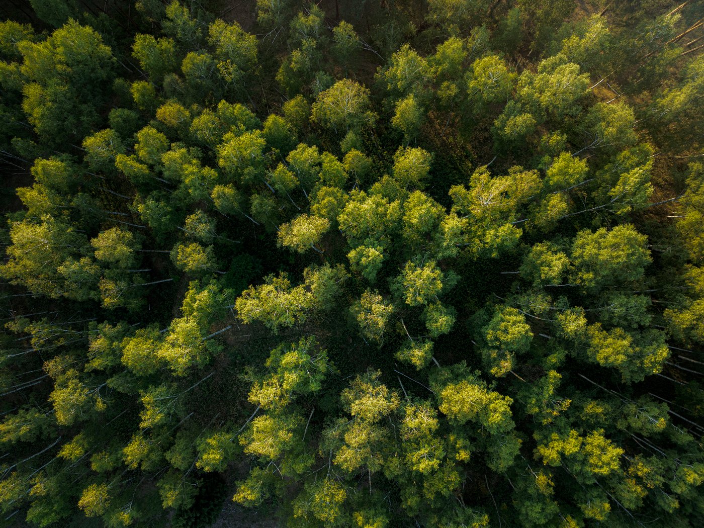 An overhead image of a forest with green treetops.