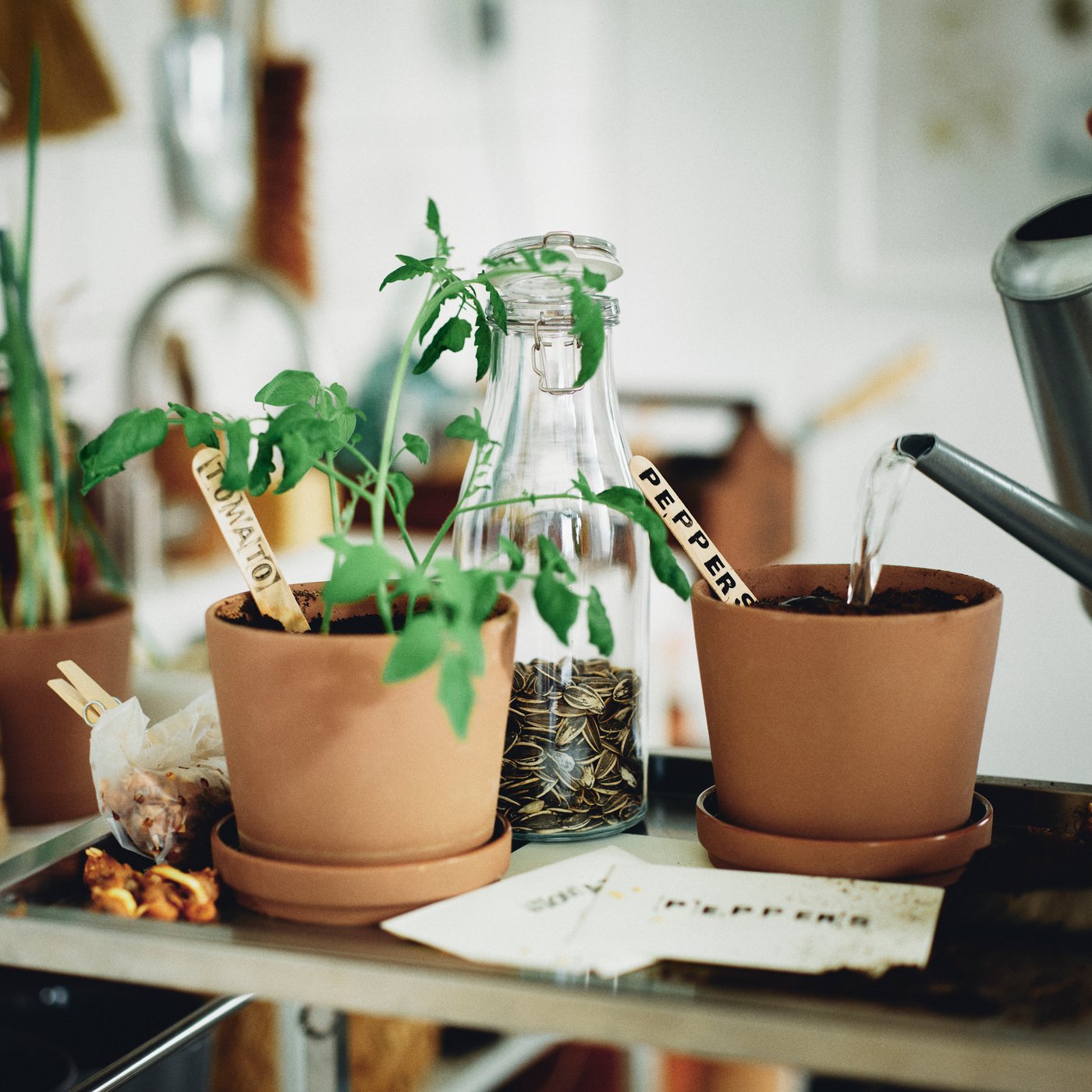 A bottle of seeds and two brown in/outdoor KLARBÄR plant pots with saucers with one pot holding a growing tomato plant.