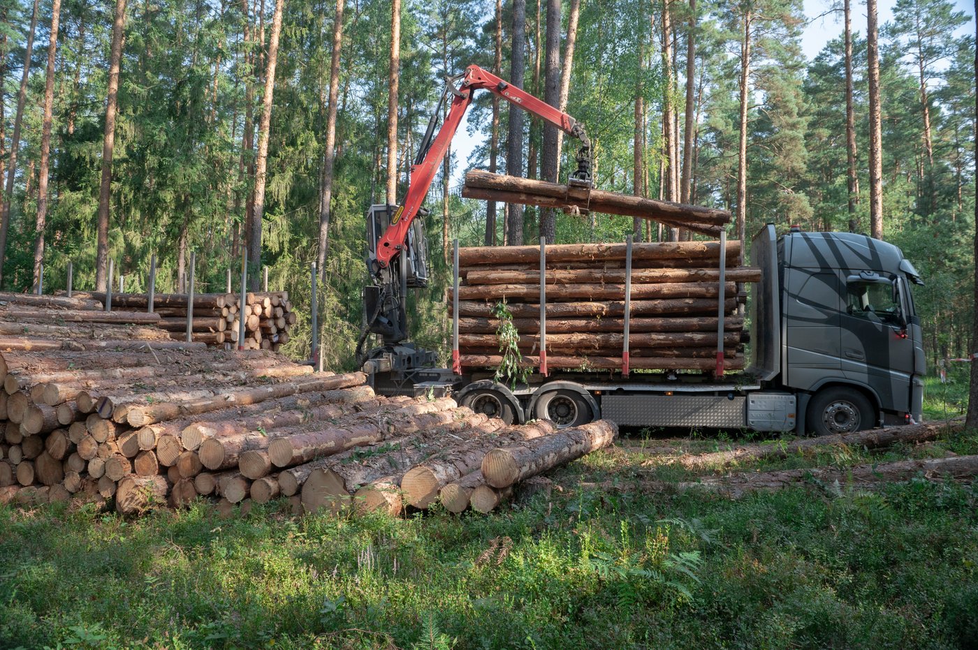 Kamion s dizalicom u šumi utovara trupce u prikolicu.