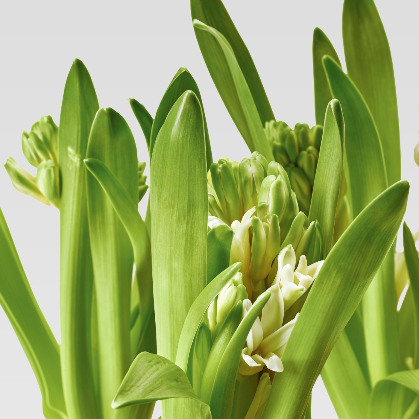 Gröna blomlökar med knoppar växer tätt tillsammans i kruka.