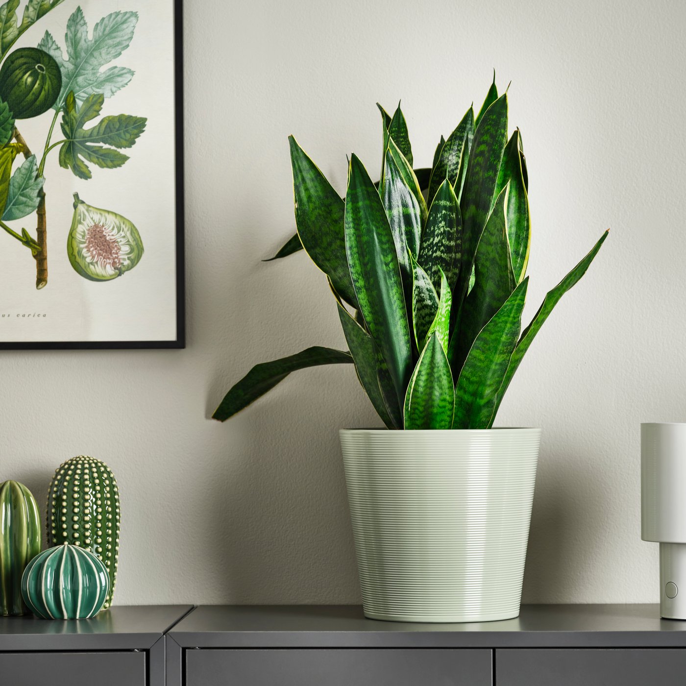 Ein grüner Blumentopf mit einer Grünpflanze steht auf einer dunkelgrauen Kommode.