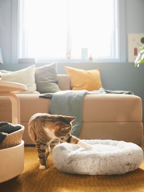 Cat on cat bed.