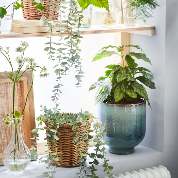 FEJKA indoor plants