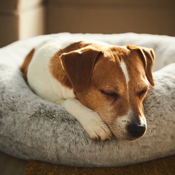 A close-up of a dog sleeping on a fluffy white and gray dog bed.