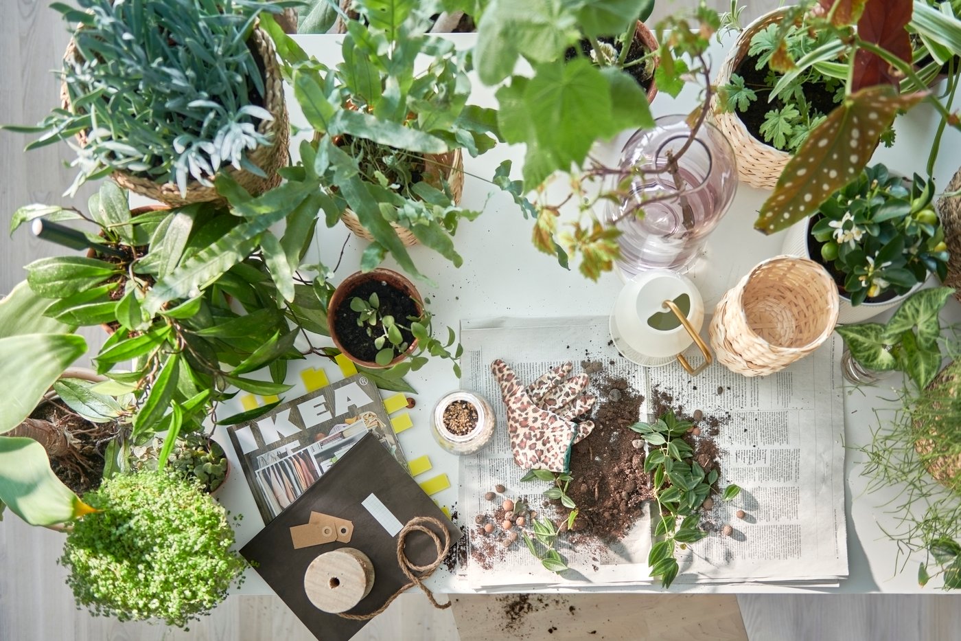 A table prepped for potting plants, plenty of green plants in pots, the IKEA catalogue, and soil on newspaper pages.