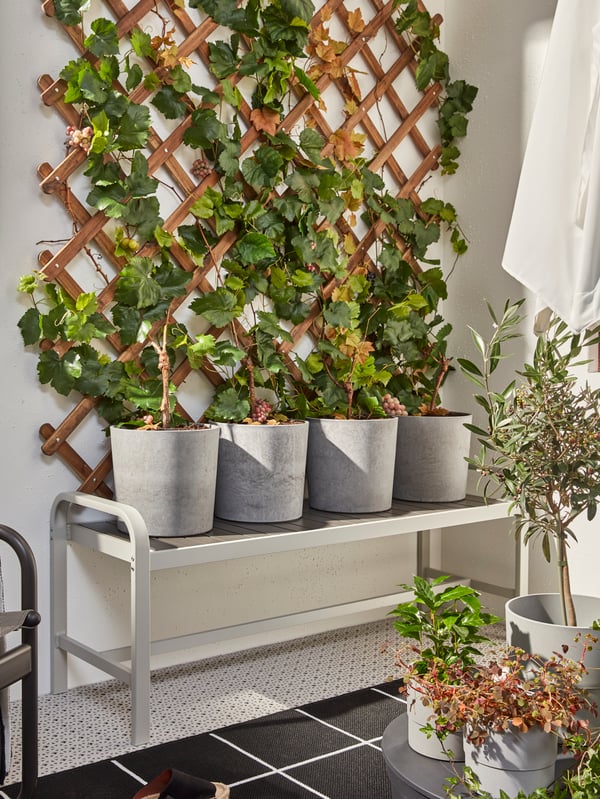 A light brown stained ASKHOLMEN trellis outside behind a SJÄLLAND bench with four BOYSENBÄR flower pots on top.