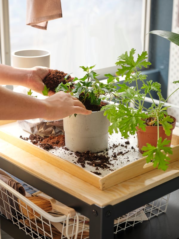 Serving tray with a flower pot and plant with someone who adds fresh plant soil to the pot.