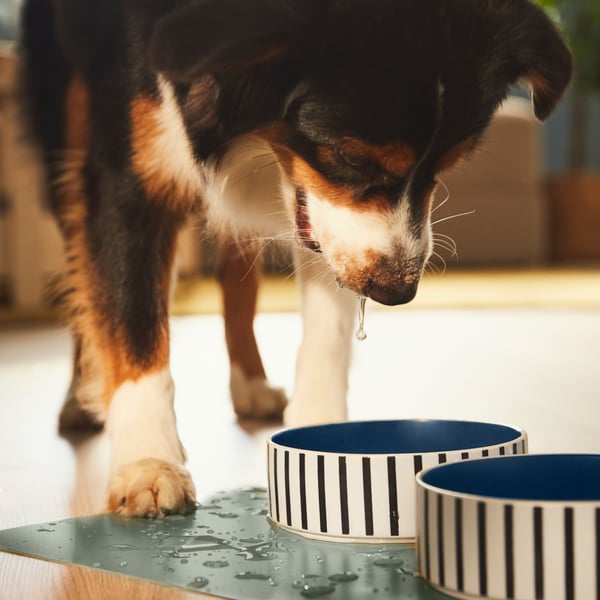 Dog drinking water in water bowl.