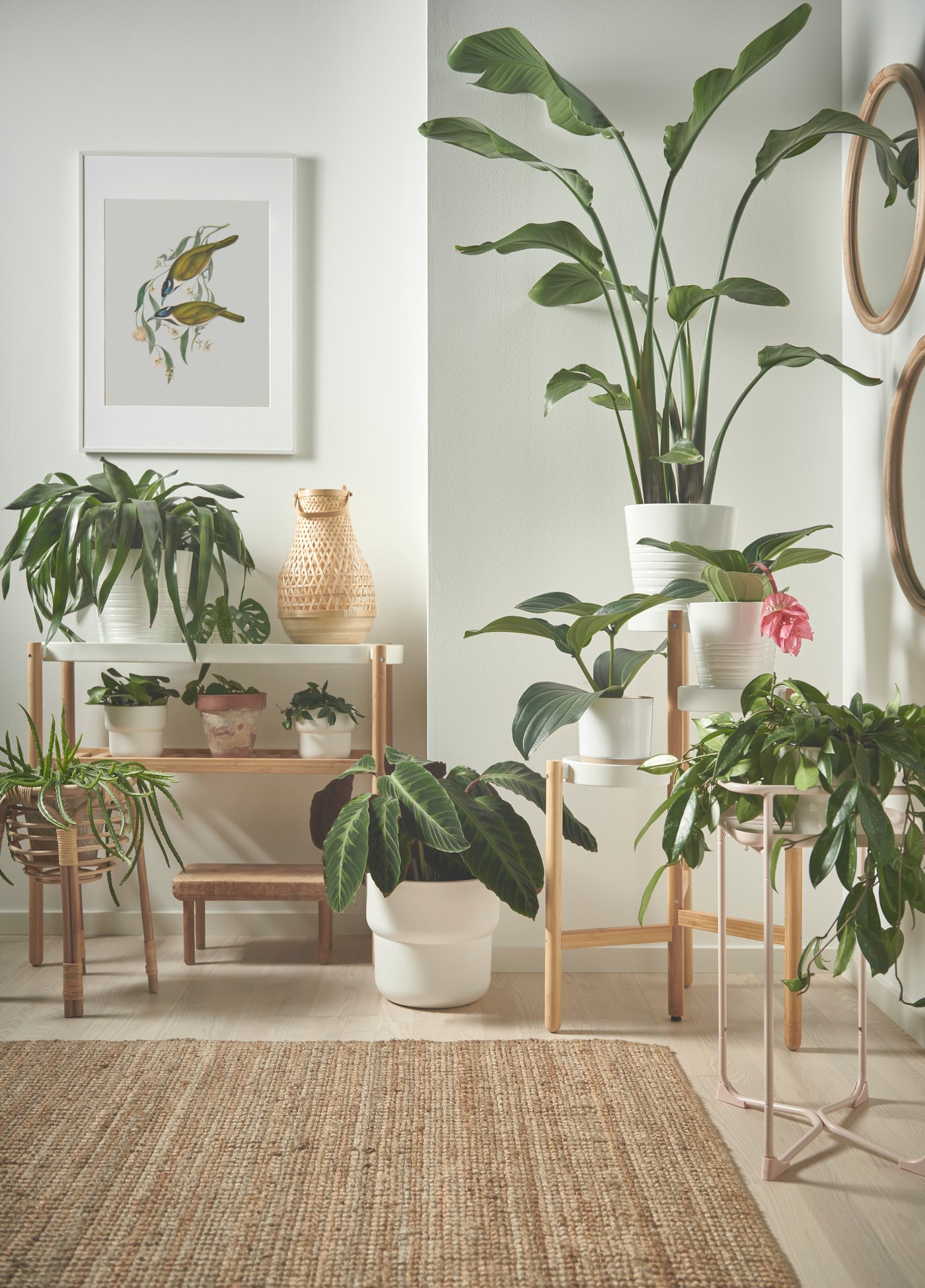 Two SATSUMAS plant stands filled with potted plants indoors, as Christmas gifts