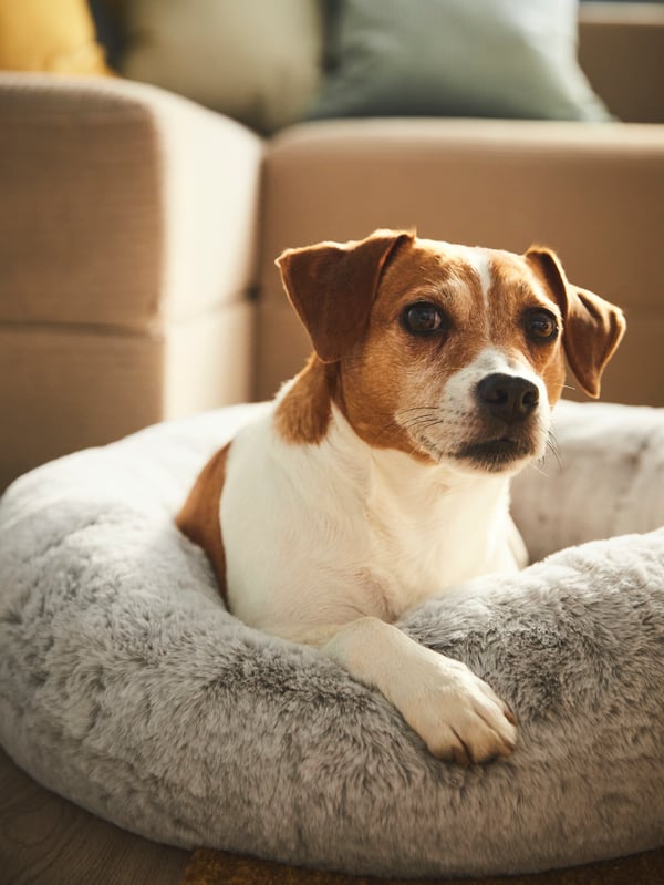 Dog on dog bed.