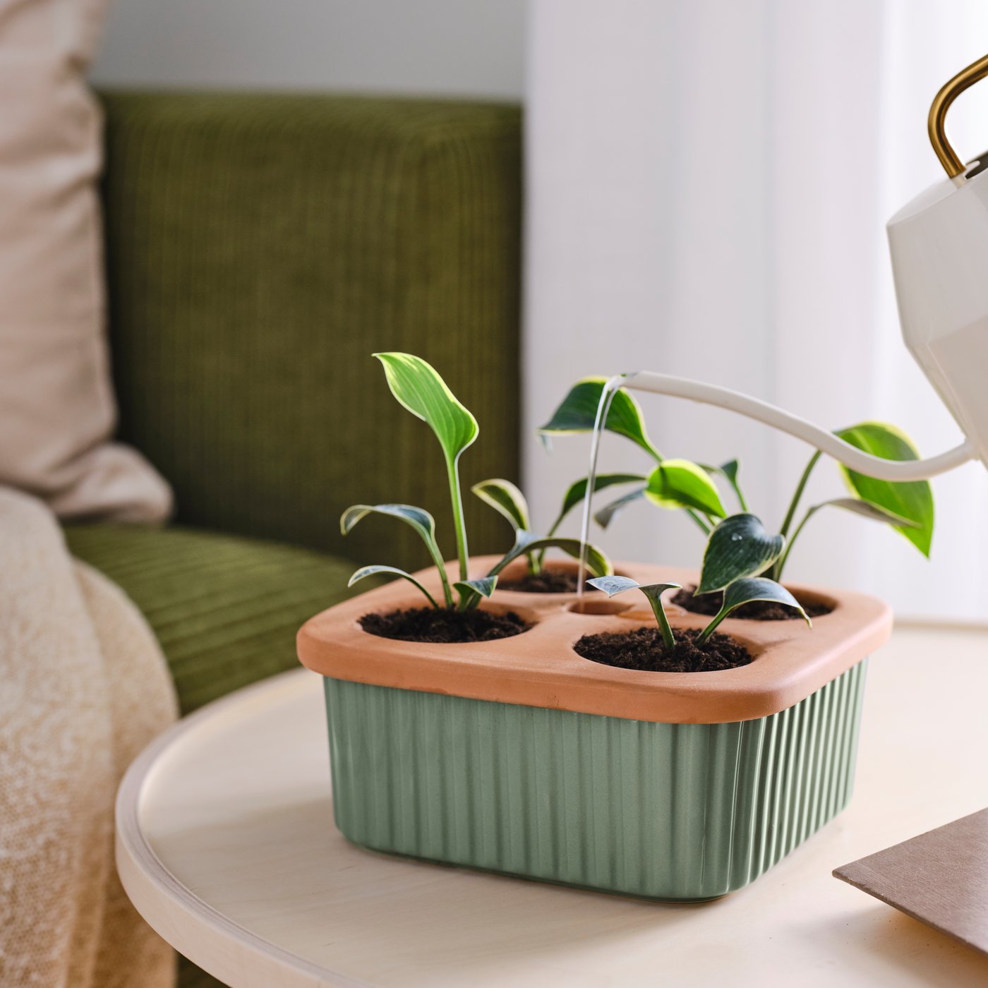 A DAKSJUS self-watering plant with four seedlings is placed on a coffee table. 