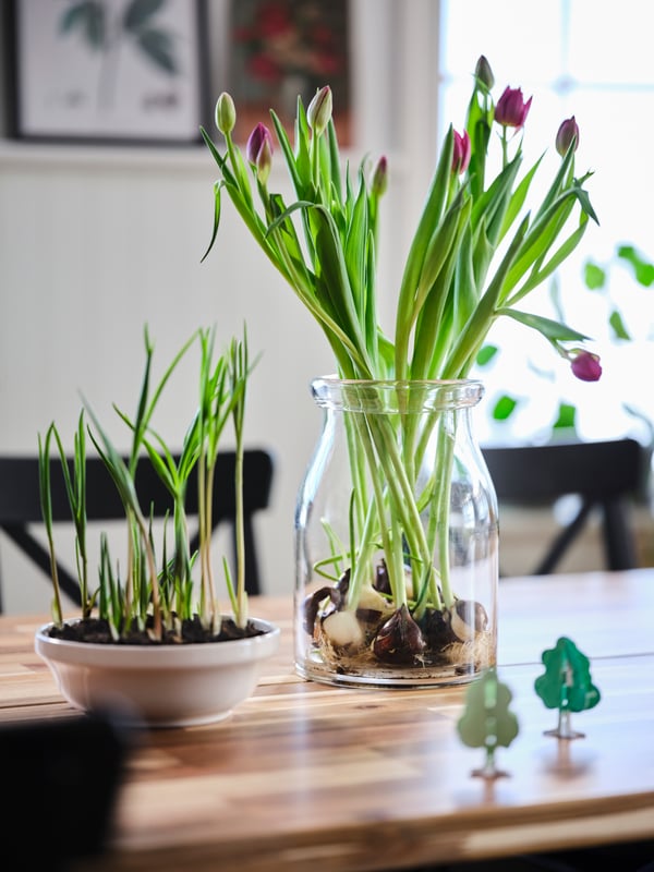 A tabletop with a cluster of tulips set in a BEGÄRLIG clear-glass vase, standing next to shoots set in soil in a white bowl.