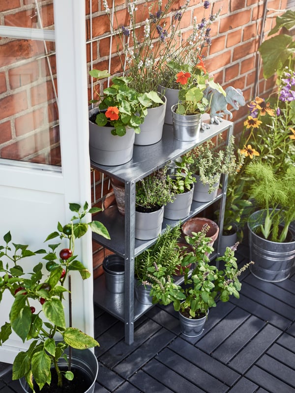 A tall metal shelving unit with potted plants, herbs, a white watering can, a black decorative greenhouse and pots.
