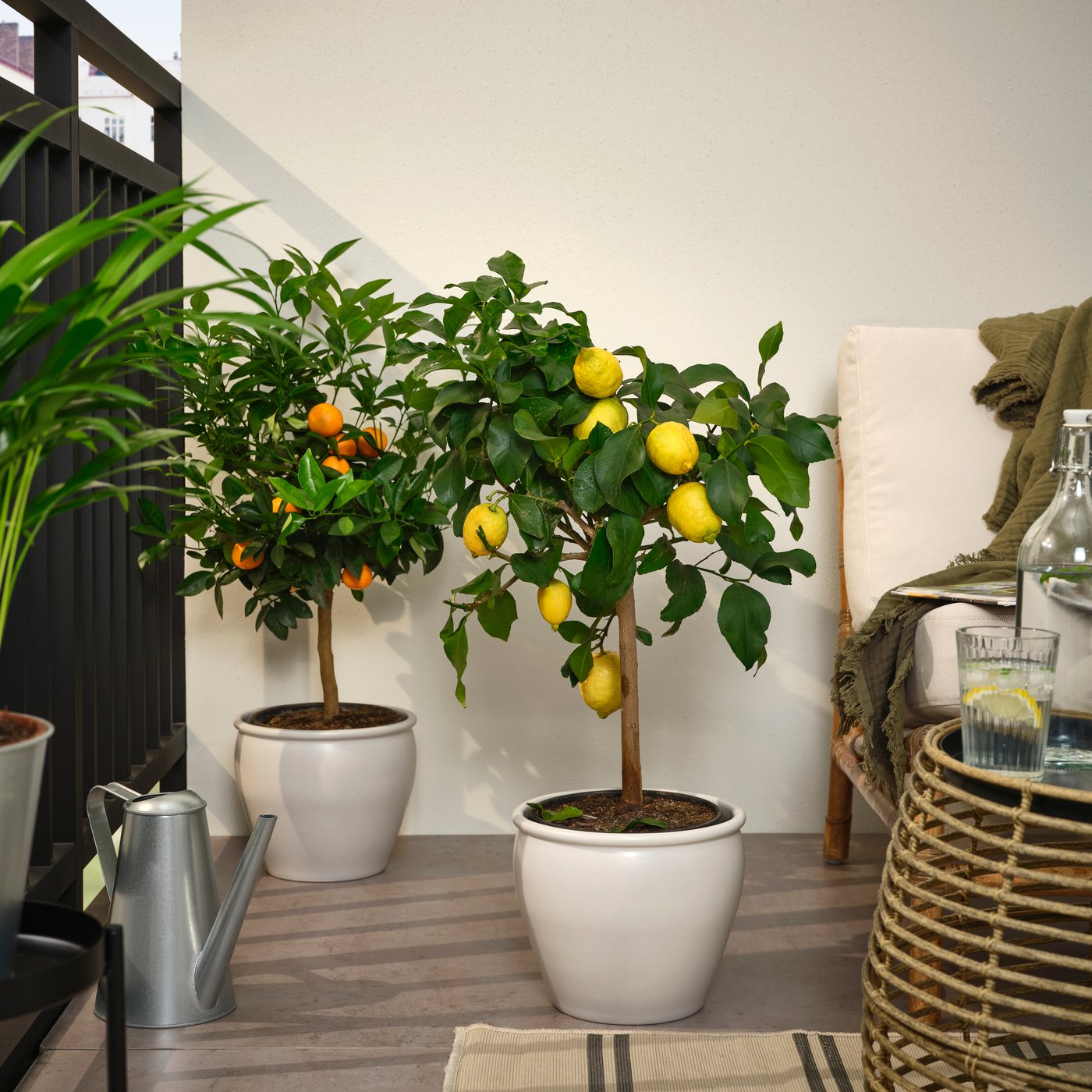 A lemon assorted CITRUS potted plant