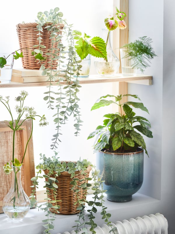 Plantas artificiales FEJKA en una repisa junto a otras plantas en macetas DRÖMSK, VILJESTARK, KAKTUSFIK.