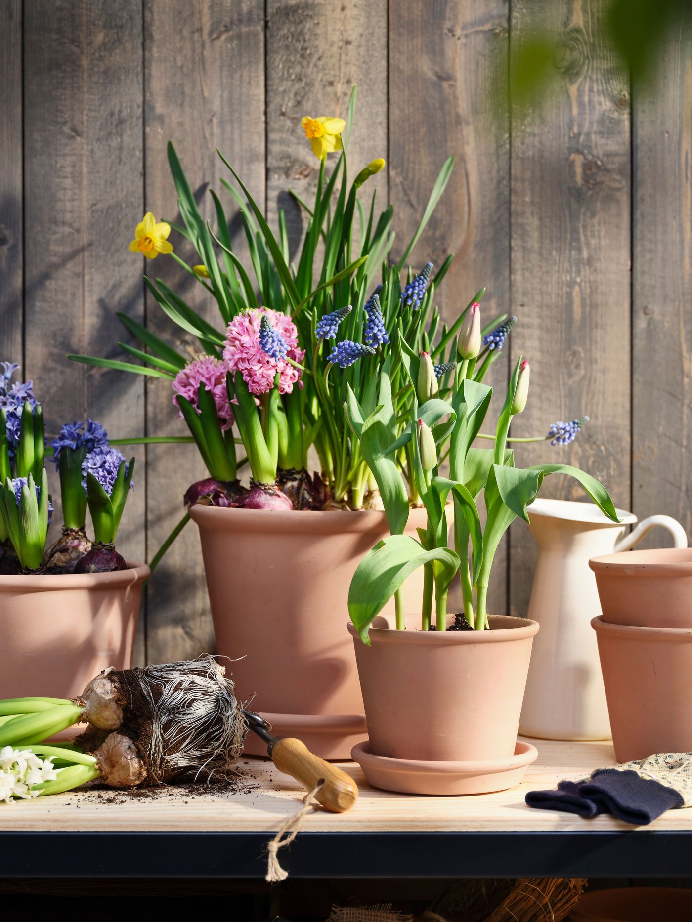 An assorted colours HYACINTHUS potted plant