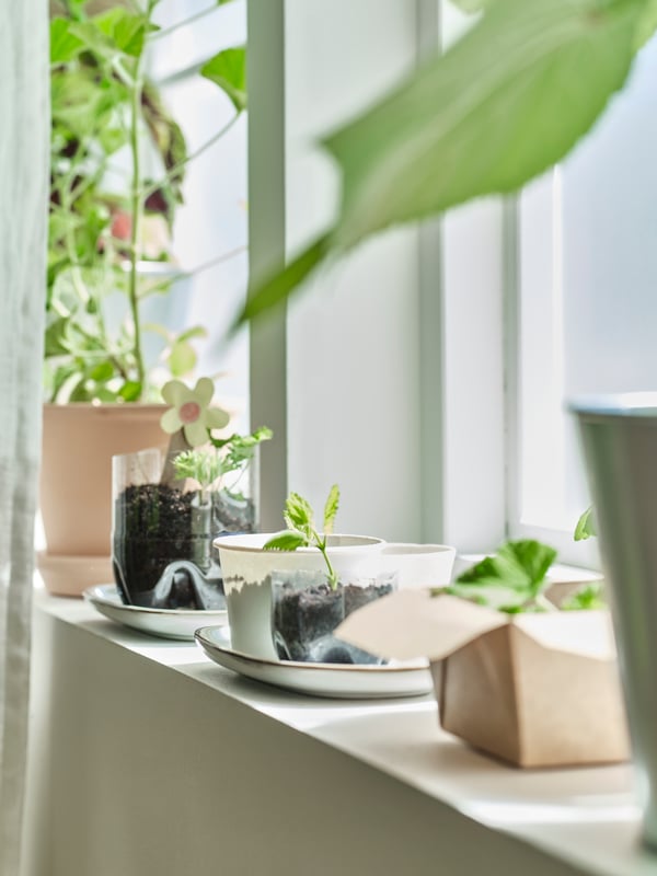 A light-filled white windowsill filled with green sprouts, seedlings and small plants in different pots and containers.