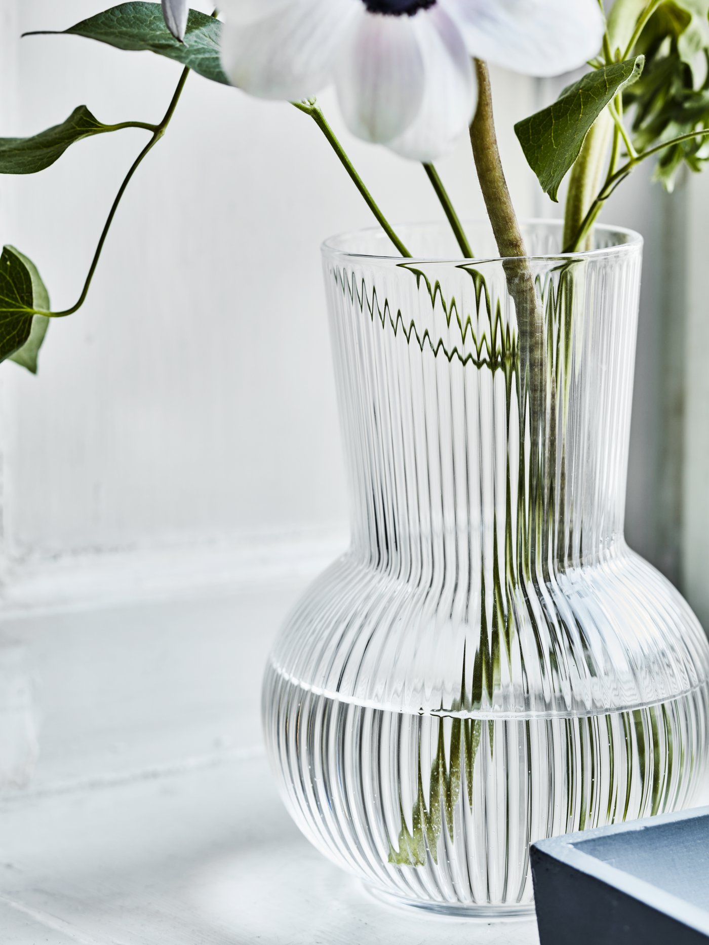 A close-up of a clear PADRAG vase containing a single stem flower sitting on a countertop. 