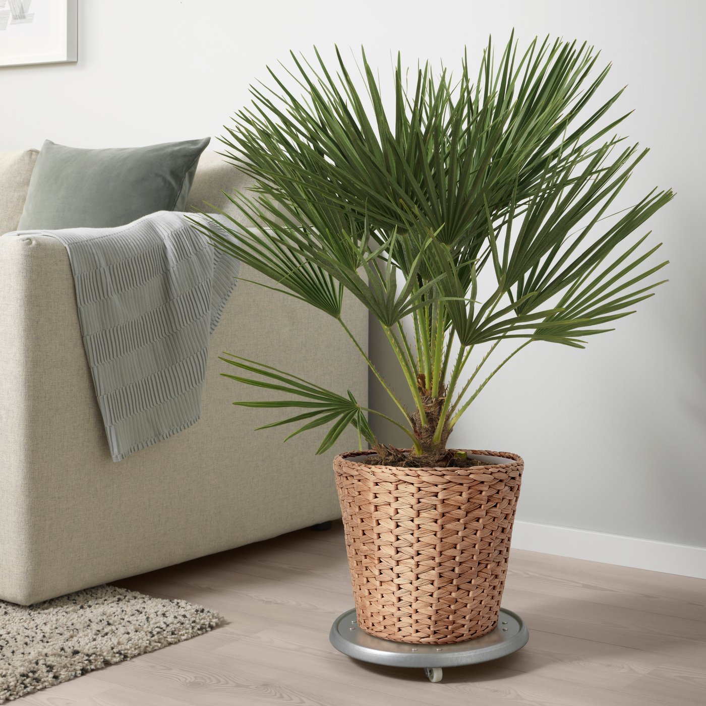 A water hyacinth FRIDFULL plant pot