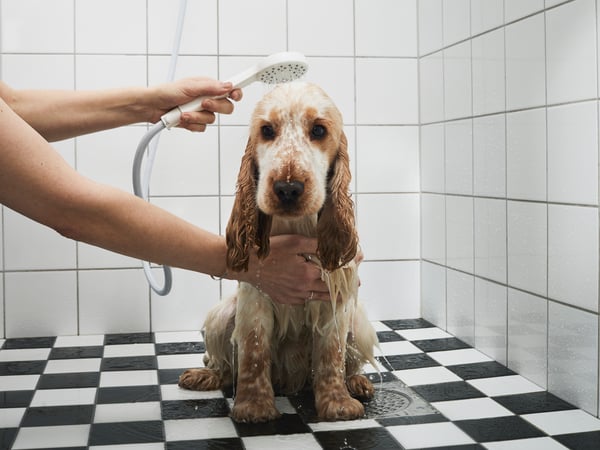 An unhappy spaniel puppy being rinsed with a hand shower while sitting on the black and white tiled floor of a bathroom.