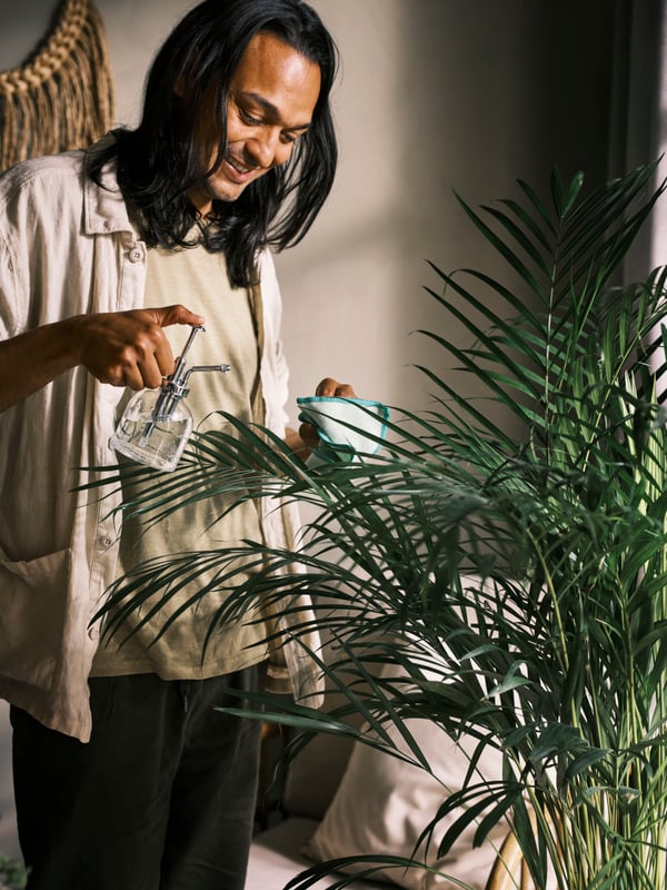 Una persona espolvorea las hojas de una gran maceta con un vaporizador para plantas SESAMFRÖN de cristal transparente y un paño de cocina verde.