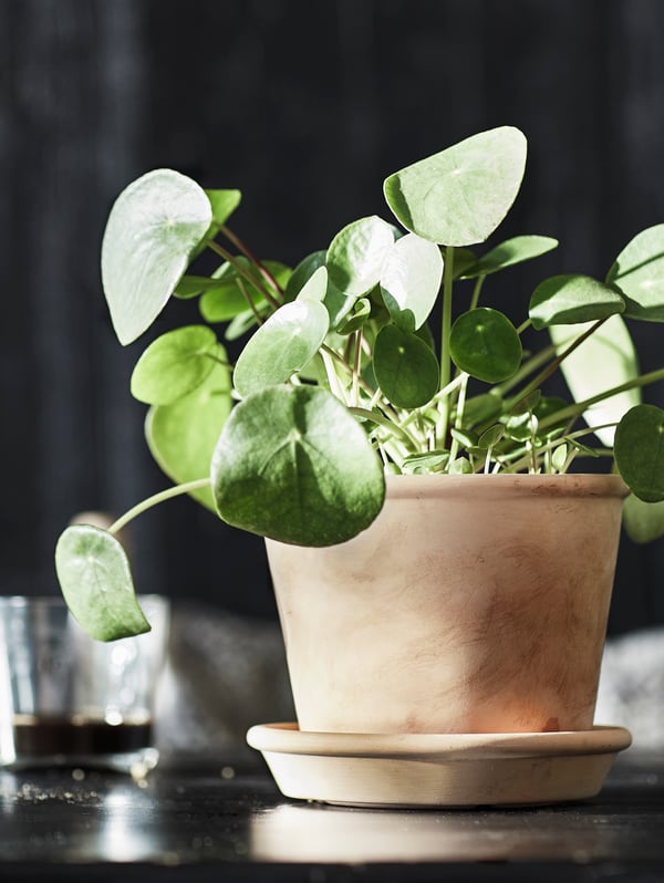Jaka sunčeva svetlost sija na biljku Pilea u MUSKOTBLOMMA saksiji za biljke s tacnom na stolu.