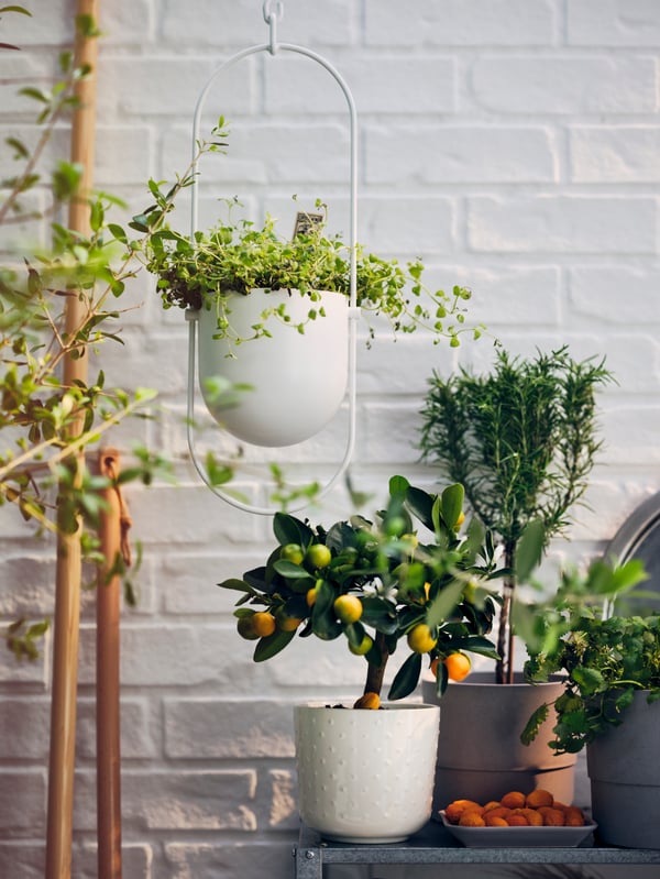 Macetero colgante blanco CHILISTRÅN junto a plantas.