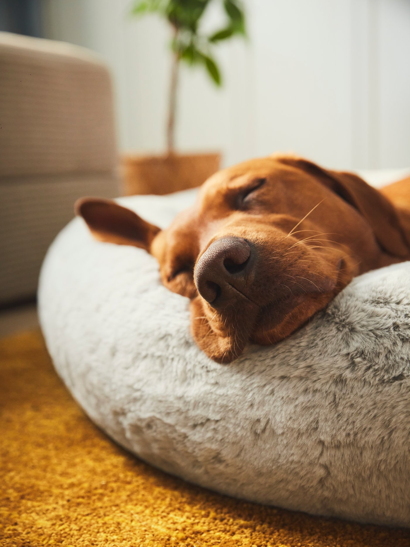 A light grey UTSÅDD pet bed
