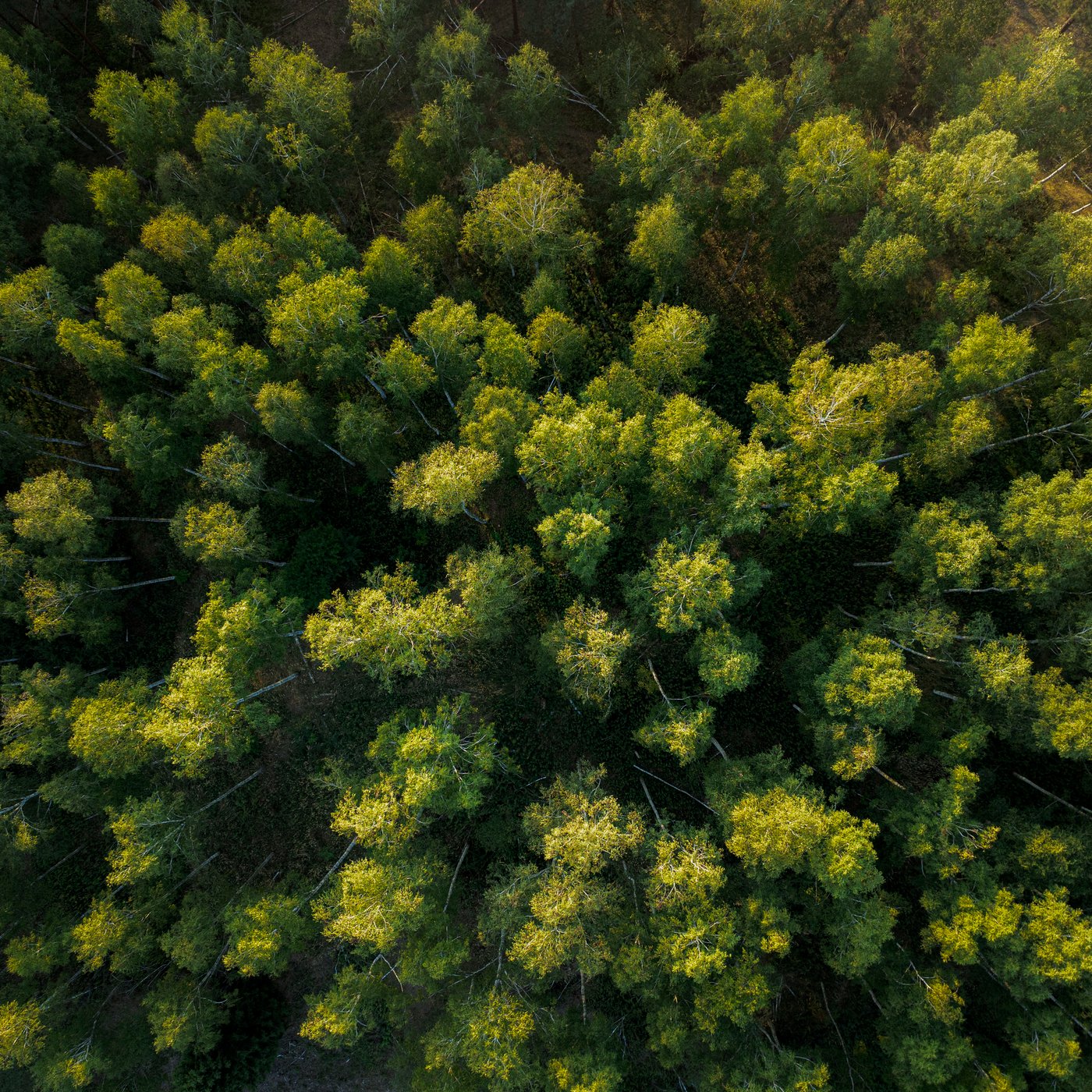 An overhead image of a forest with green treetops.