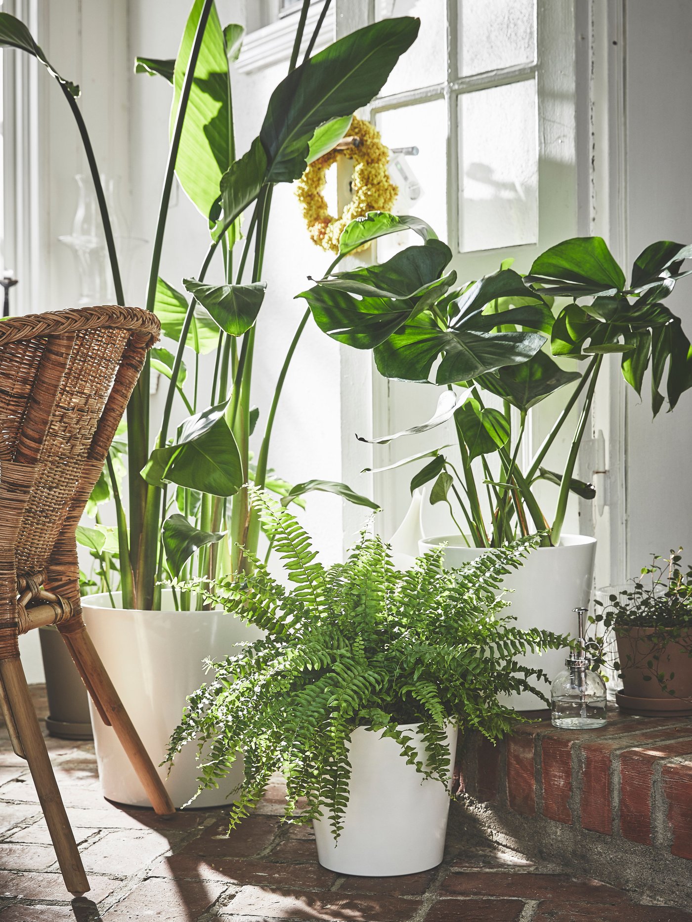 Plusieurs plantes d’intérieur vertes dans des pots blancs près d’une fenêtre lumineuse. La lumière met en valeur le feuillage.