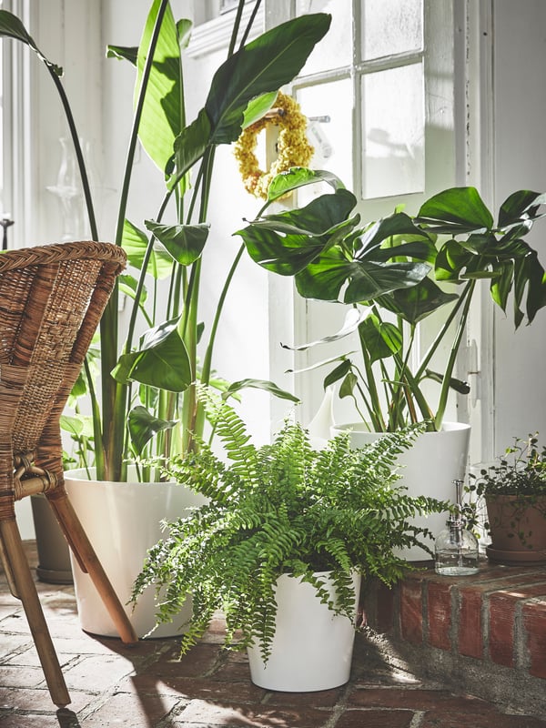A white SOJABÖNA plant pot