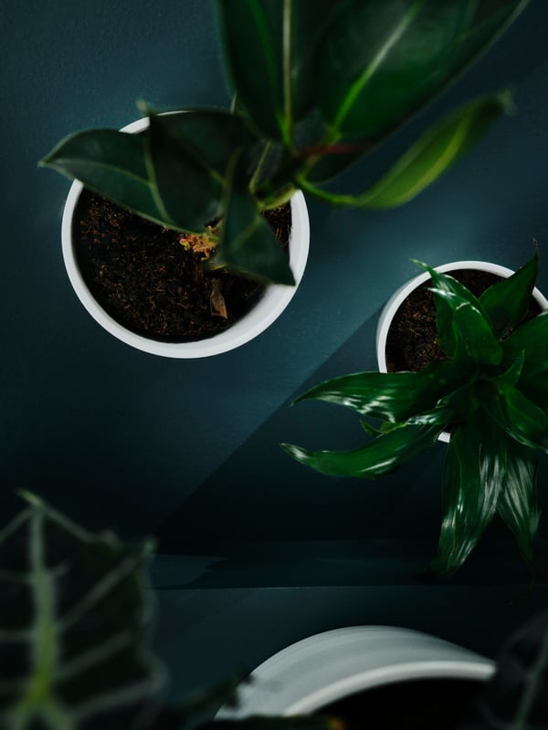 An aerial view of a few houseplants in different sized white SOJABÖNA plant pots are dotted around on a dark green floor.