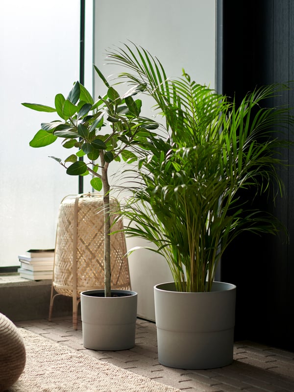 Zwei Topfpflanzen in NYPON Übertöpfen, eine hohe, blättrige DYPSIS LUTESCENS Palme und ein kleinerer Baum mit breiten Blättern, stehen auf einem gewebten Teppich neben einem Weidenkorb in einem sanft beleuchteten Raum.