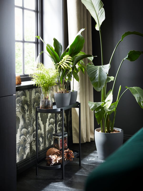 Devant une fenêtre, piédestal OLIVBLAD noir sur lequel sont posées trois plantes. Sur le sol à côté, grande plante dans un cache-pot.