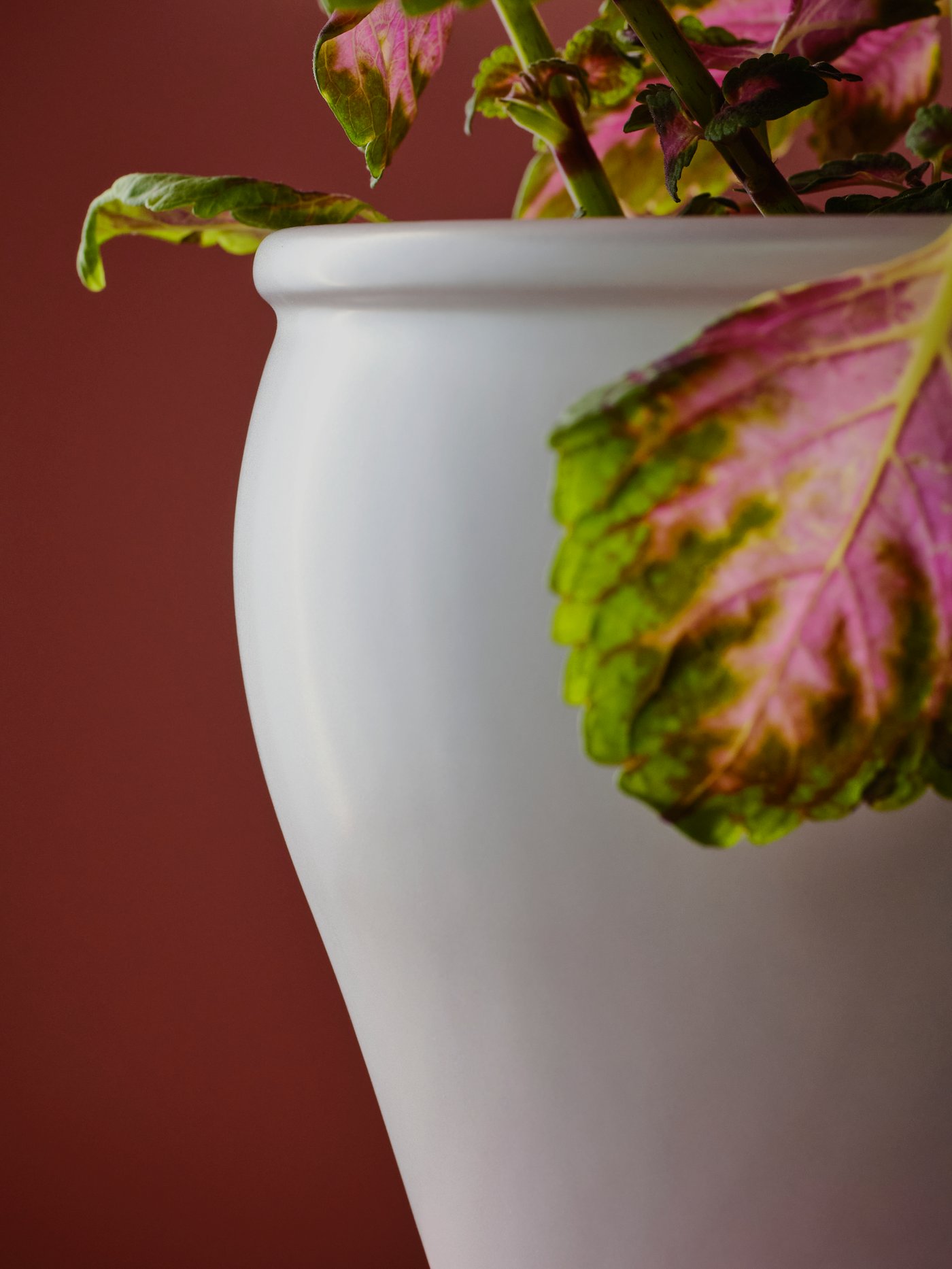 Parts of an AMBRARÖNN plant pot holding a leafy plant with decoratively bicoloured leaves.