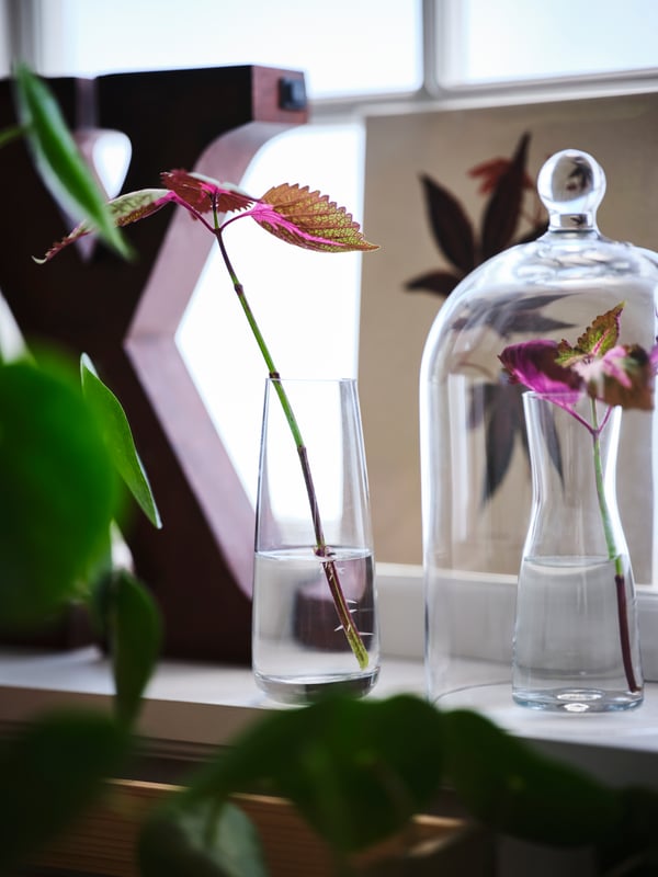 A BERÄKNA glass vase with a single stalk in it stands in a window. A MORGONTIDIG glass dome covers a similar vase next to it.