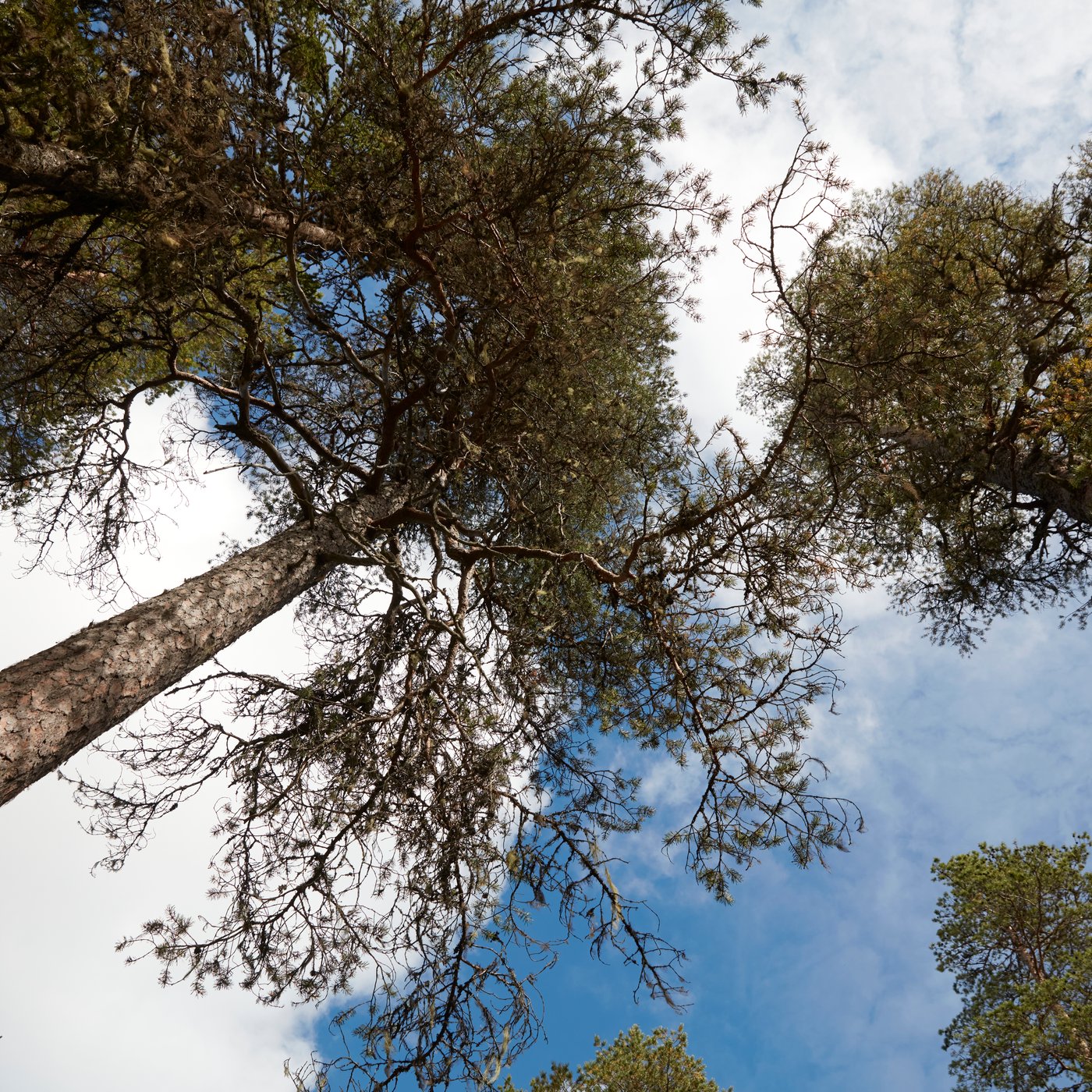 Tall trees viewed from below, highlighting the natural source of wood materials.				