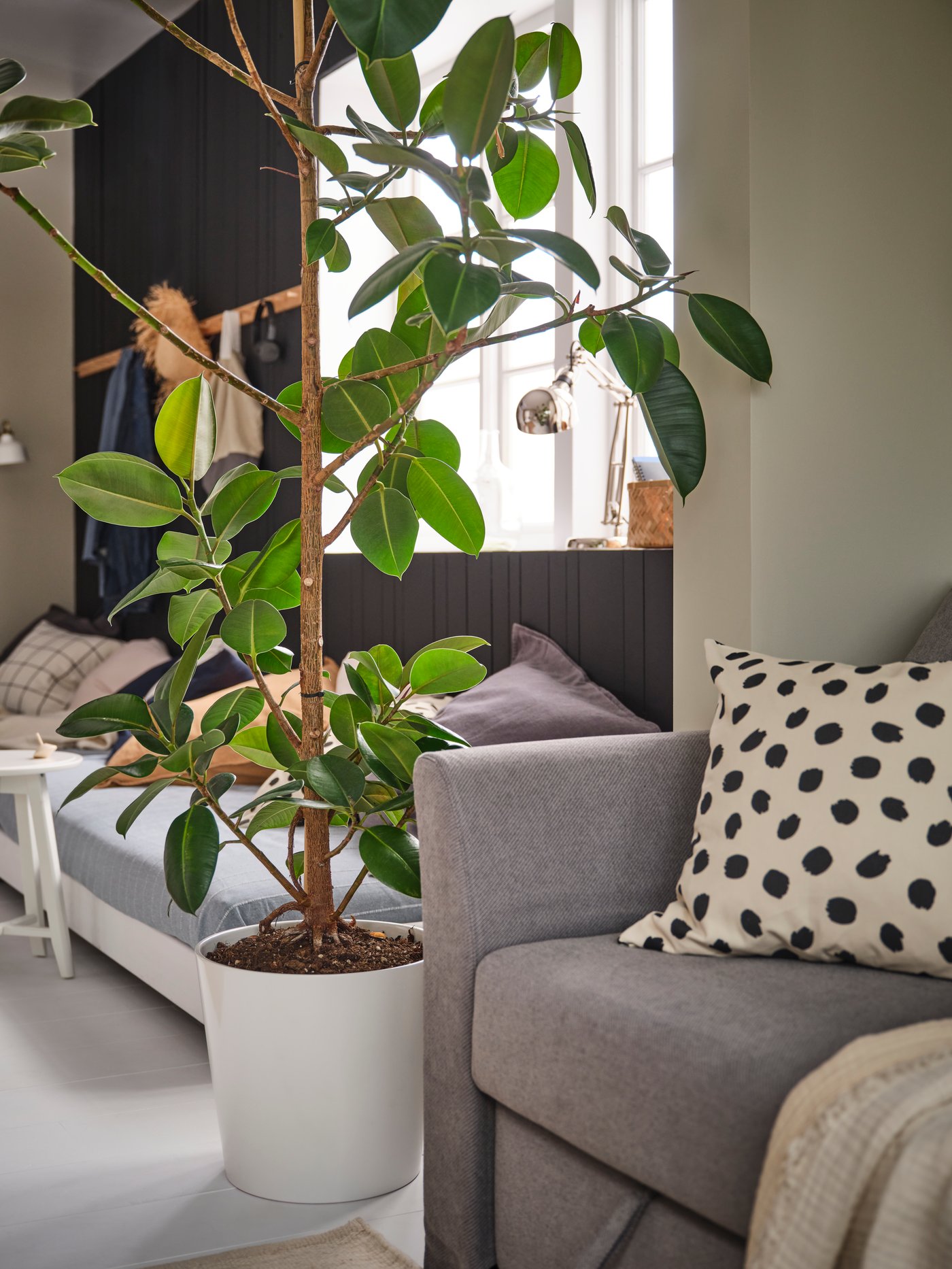 In a dimly lit room is a green plant in a white SOJABÖNA ceramic pot, HOLMSUND sofa in grey and ODDNY cushion.