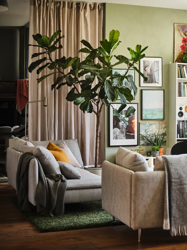 Grote vioolbladplant in een woonruimte met VIRRMO staande/leeslamp en twee SÖDERHAMN 3-zitsbanken in beige/bruin.