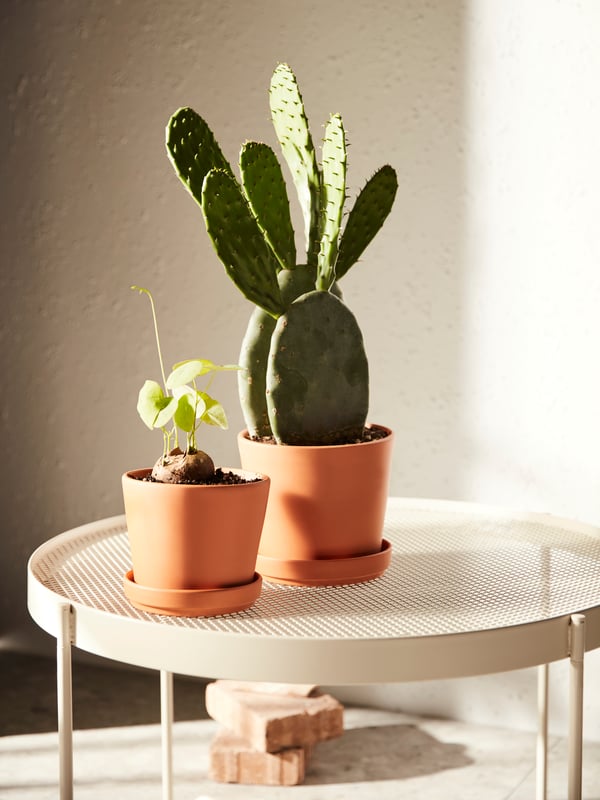 Two BRUNBÄR plant pots with saucers are shown on a small table; one pot has a cactus and the other a newly sprouting plant.