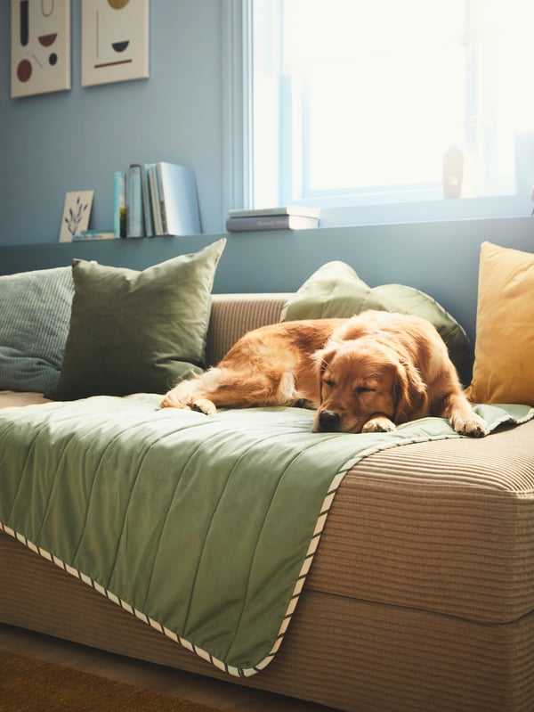 Dog lying on a green pet mat.