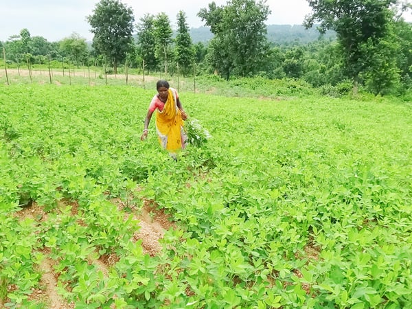 A person wearing a brightly coloured sari walks through a field holding a handful of harvested leaves that they have picked.