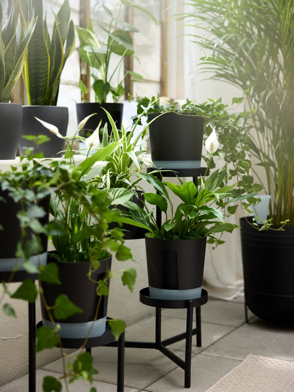 A sunroom with numerous plants in dark grey PERSILLADE plant pots on black OLIVBLAD in/outdoor plant stands.