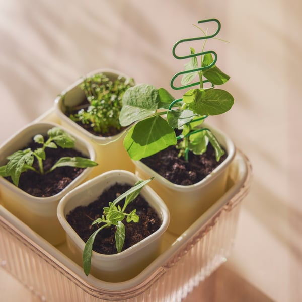 A transparent and white DOFTRIPS growing kit with green sprouts growing from four mini pots. A perfect mini greenhouse.