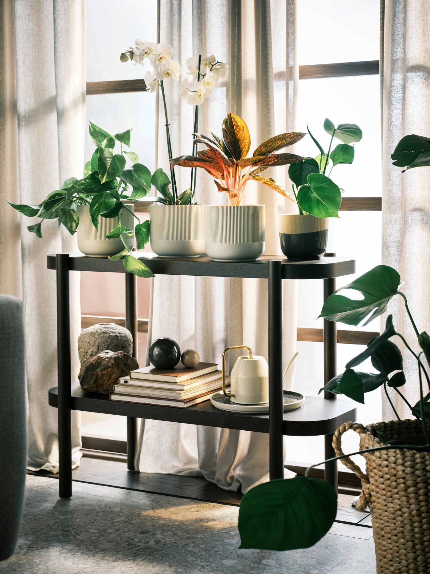 An Orchid/2 stems PHALAENOPSIS potted plant