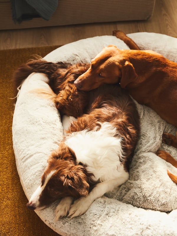 A dog resting in an IKEA UTSÅDD grey dog bed.
