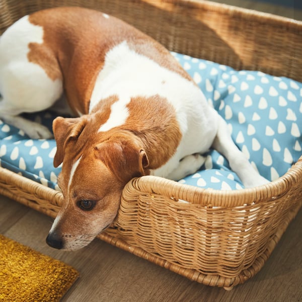 A dog resting in an IKEA UTSÅDD rattan dog bed with a UTSÅDD pet cushion.